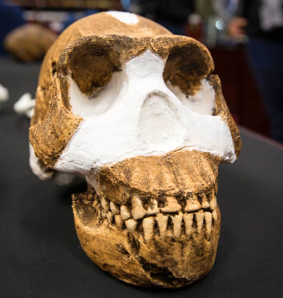 Homo naledi skull. Image credit: Wits University.