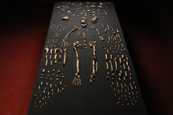 Homo naledi. Image credit: John Hawks / Wits University.