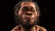A reconstruction of Homo naledi’s head by paleoartist John Gurche, who spent some 700 hours recreating the head from bone scans. The find was announced by the University of the Witwatersrand, the National Geographic Society and the South African National Research Foundation and published in the journal eLife. Image credit: John Gurche / Mark Thiessen / National Geographic.