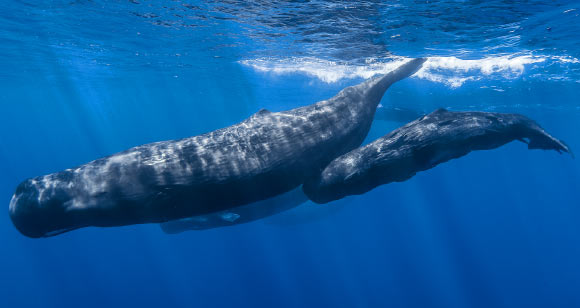 Sperm whales (Physeter macrocephalus) off the coast of Mauritius. Image credit: Gabriel Barathieu / CC BY-SA 2.0.