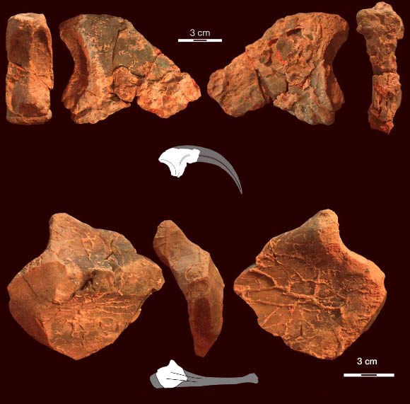 Fossil remains of the Lightning Claw. Image credit: Phil R. Bell et al.