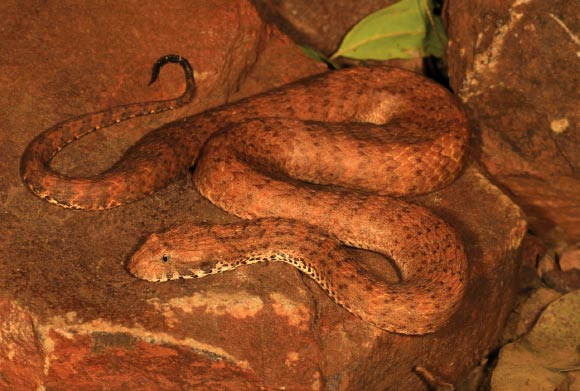 The Kimberley death adder (Acanthophis cryptamydros). Image credit: Ryan J. Ellis.