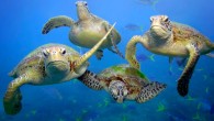 Green turtles swimming in the Great Barrier Reef, Queensland. Image credit: © Troy Mayne.