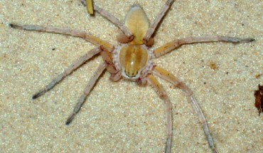 May bruno. Image credit: Dirk Kunz.