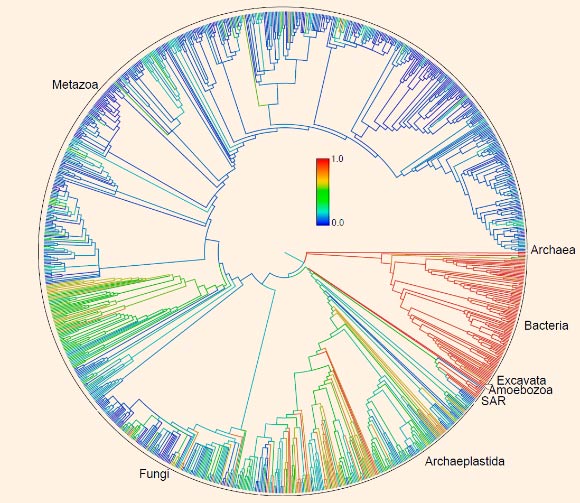 This family tree of Earth’s lifeforms is considered a first draft of the 3.5-billion-year history of how life evolved and diverged. Colors represent proportion of lineages represented in databases of the National Center for Biotechnology Information. Image credit: Cody E. Hinchliff et al, doi: 10.1073/pnas.1423041112.