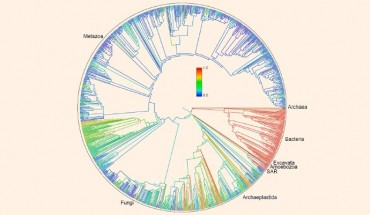 This family tree of Earth’s lifeforms is considered a first draft of the 3.5-billion-year history of how life evolved and diverged. Colors represent proportion of lineages represented in databases of the National Center for Biotechnology Information. Image credit: Cody E. Hinchliff et al, doi: 10.1073/pnas.1423041112.
