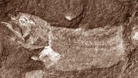 Serenichthys kowiensis holotype. Image credit: University of Witwatersrand.