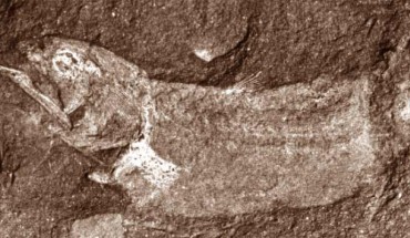 Serenichthys kowiensis holotype. Image credit: University of Witwatersrand.