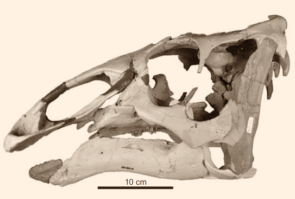 Cranial reconstruction of Ugrunaaluk kuukpikensis. Image credit: Hirotsugu Mori et al / Sci-News.com.