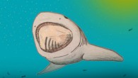 Pseudomegachasma sharks had a large mouth with many small teeth. Image credit: Kenshu Shimada.