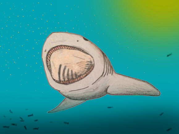 Pseudomegachasma sharks had a large mouth with many small teeth. Image credit: Kenshu Shimada.