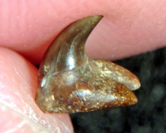 Tiny, hook-shaped tooth of Pseudomegachasma shark. Image credit: Kenshu Shimada.