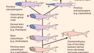 Early evolution of enamel. Colored stars indicate first appearance of a tissue. Image credit: Qingming Qu et al.