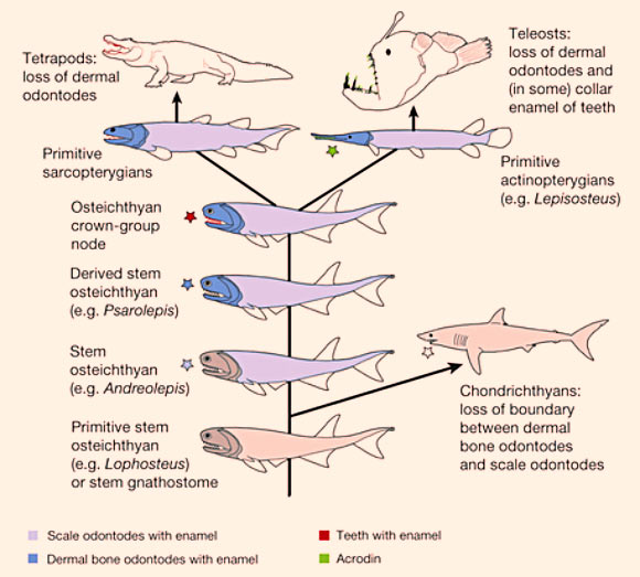 Early evolution of enamel. Colored stars indicate first appearance of a tissue. Image credit: Qingming Qu et al.