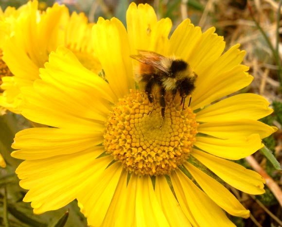 The forest bumblebee (Bombus sylvicola) is one of two bumblebee species in the central Rocky Mountains that has responded to a decline in flowering in alpine habitats by evolving a shorter tongue. Image credit: Nicole Miller-Struttman.