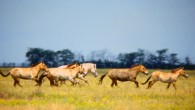 Przewalski’s horses (Equus ferus ssp. przewalskii) in Askania Nova, a biosphere reserve located in Ukraine. Image credit: 2B Patchett / CC BY-SA 2.0.