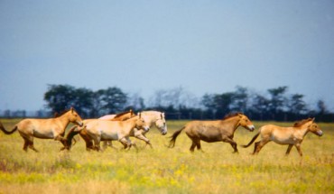 Przewalski’s horses (Equus ferus ssp. przewalskii) in Askania Nova, a biosphere reserve located in Ukraine. Image credit: 2B Patchett / CC BY-SA 2.0.