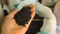Black rice in Haikou, Hainan, China. Image credit: Anna Frodesiak.