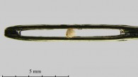 The holotype of Angustopila dominikae in the eye of a sewing needle to picture its extraordinary small size. Image credit: B. Pall-Gergely / N. Szpisjak.