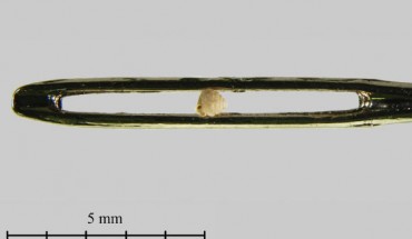 The holotype of Angustopila dominikae in the eye of a sewing needle to picture its extraordinary small size. Image credit: B. Pall-Gergely / N. Szpisjak.