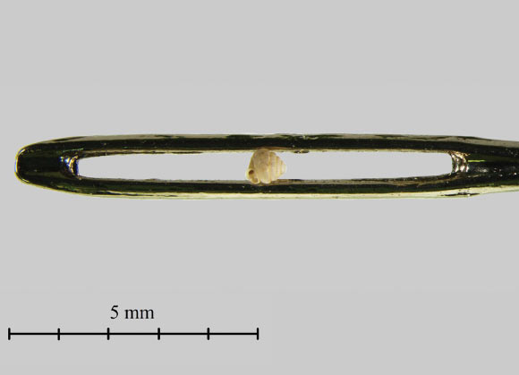 The holotype of Angustopila dominikae in the eye of a sewing needle to picture its extraordinary small size. Image credit: B. Pall-Gergely / N. Szpisjak.