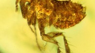 Atopopsyllus cionus may carry evidence of an ancestral strain of the bubonic plague (Yersinia pestis). Image credit: George Poinar Jr.