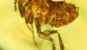 Atopopsyllus cionus may carry evidence of an ancestral strain of the bubonic plague (Yersinia pestis). Image credit: George Poinar Jr.