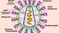 HIV-1 virion. Image credit: US National Institute of Health.