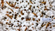 Mealworms (larvae of the darkling beetle) munch on Styrofoam, a hopeful sign that solutions to plastics pollution exist. Image credit: Yu Yang.