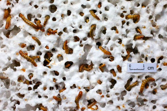 Mealworms (larvae of the darkling beetle) munch on Styrofoam, a hopeful sign that solutions to plastics pollution exist. Image credit: Yu Yang.