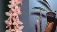 Dendrochilum hampelii. Image credit: Lubbert Westra / Sulistyo B et al.