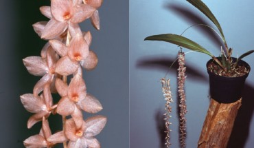 Dendrochilum hampelii. Image credit: Lubbert Westra / Sulistyo B et al.