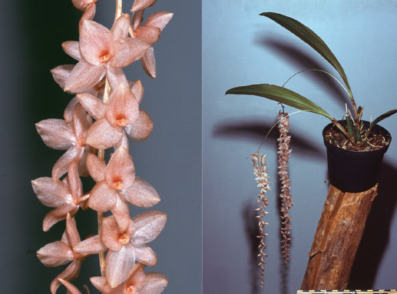 Dendrochilum hampelii. Image credit: Lubbert Westra / Sulistyo B et al.