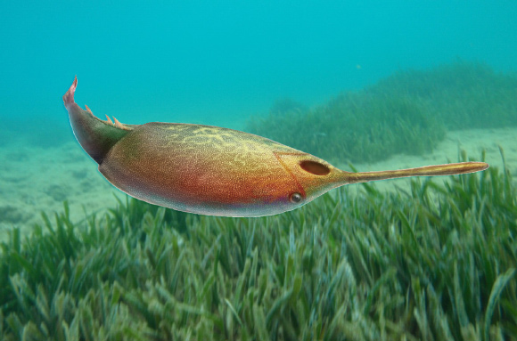 An artist’s reconstruction of the 410-million-year-old armoured jawless fish Rhegmaspis xiphoidea. Image credit: Zhi-Kun Gai et al. / Dimitris Siskopoulos / Sci-News.com.