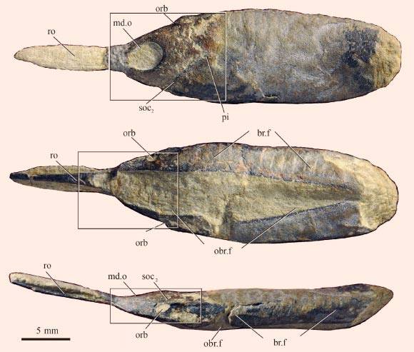 A complete head-shield of Rhegmaspis xiphoidea. Abbreviations: br.f.  branchial fossa, md.o. - median dorsal opening, obr.f. - oralobrachial fenestra, orb. - orbital opening, pi. - pineal fossa, ro.- rostral process, soc2. - posterior supraorbital canal. Image credit: Zhi-Kun Gai et al.