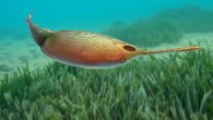 An artist’s reconstruction of the 410-million-year-old armoured jawless fish Rhegmaspis xiphoidea. Image credit: Zhi-Kun Gai et al. / Dimitris Siskopoulos / Sci-News.com.