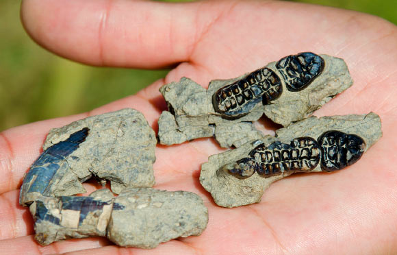 The Kimbetopsalis simmonsae teeth found by the team included incisors (left) and molars (right). Image credit: Thomas E. Williamson et al.