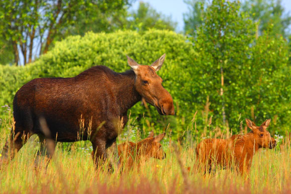 A family of moose roams free in the Chernobyl Exclusion Zone. Image credit: Valeriy Yurko / Polesie State Radioecological Reserve.
