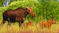 A family of moose roams free in the Chernobyl Exclusion Zone. Image credit: Valeriy Yurko / Polesie State Radioecological Reserve.