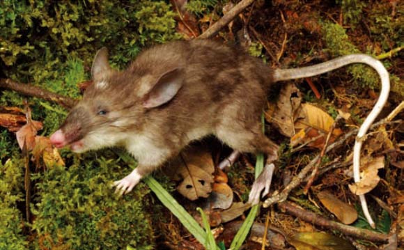 The Sulawesi snouter (Hyorhinomys stuempkei). Image credit: Kevin C. Rowe / Museum Victoria, Melbourne.