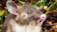 The Sulawesi snouter (Hyorhinomys stuempkei). Image credit: Jake Esselstyn / Louisiana State University.