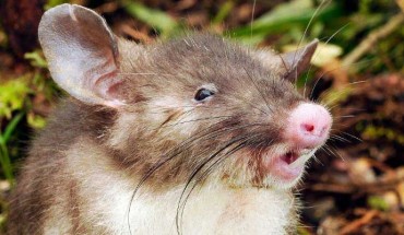 The Sulawesi snouter (Hyorhinomys stuempkei). Image credit: Jake Esselstyn / Louisiana State University.
