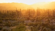 Cacti in the Sonoran Desert. Image credit: Bob Wick / Bureau of Land Management / CC BY 2.0.