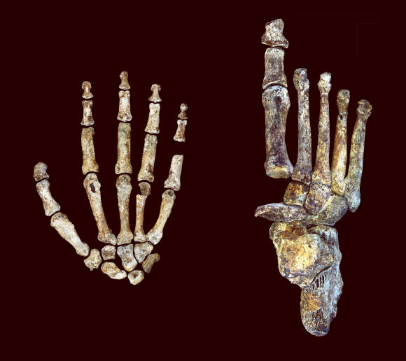 The Homo naledi hand and foot were uniquely adapted for both tree climbing and walking upright. Image credit: Peter Schmid / William Harcourt-Smith / Wits University.