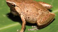 Cophixalus rajampatensis. Image credit: Günther R et al.