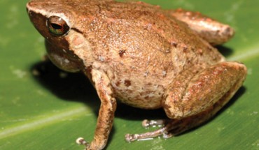 Cophixalus rajampatensis. Image credit: Günther R et al.