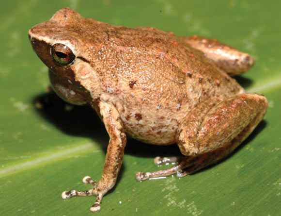 Cophixalus rajampatensis. Image credit: Günther R et al.