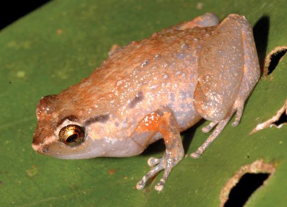 Cophixalus salawatiensis. Image credit: Günther R et al.