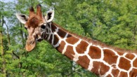 The reticulated giraffe (Giraffa camelopardalis reticulata), also known as the Somali giraffe. Image credit: Quartl / CC BY-SA 3.0.