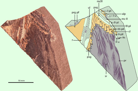 The right wing of a 125-million-year-old enantiornithine bird from the Early Cretaceous of Spain: photograph and interpretive drawing of slab. Image credit: Navalón, G. et al.